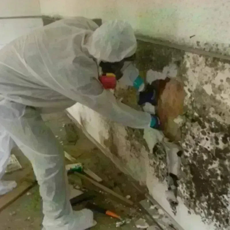 Mold Remediation and Removal in Palmer Heights, PA